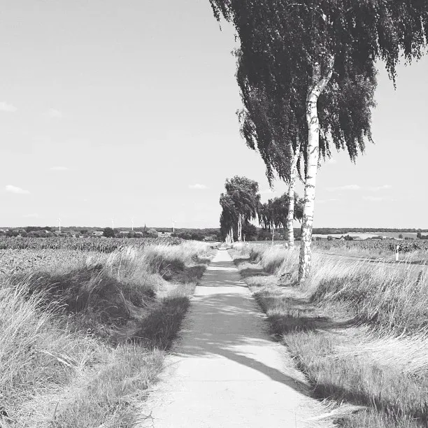 A tree-lined path leads through a grassy area, flanked by fields. The scene is presented in black and white, with tall trees on either side and a clear sky above.