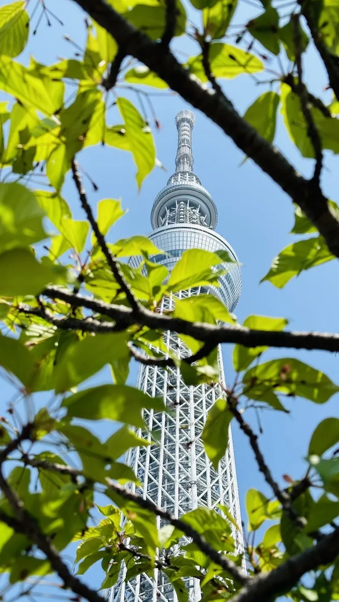 The Tokyo Skytree rises above green leaves, framed by branches in the foreground, against a clear blue sky. The tower's distinctive structure is prominently visible, showcasing its height and design.