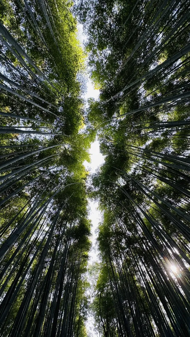 Tall bamboo stalks rise vertically towards a bright sky, creating a cathedral-like effect. Sunlight filters through the dense canopy, highlighting the vibrant green leaves at the top.