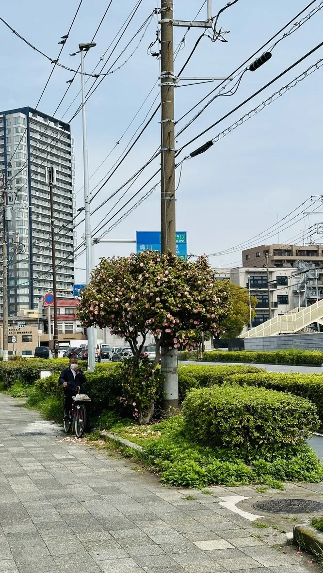 A person is standing beside a bicycle next to a flowering bush near a sidewalk. Background features include a tall building, power lines, and a bridge crossing a waterway.