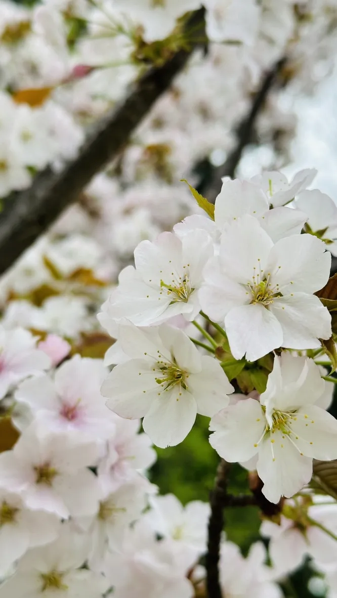 Delicate clusters of white cherry blossoms bloom on branches, with soft pink hints and green leaves providing a gentle backdrop. Out-of-focus blooms create a dreamy, springtime atmosphere.