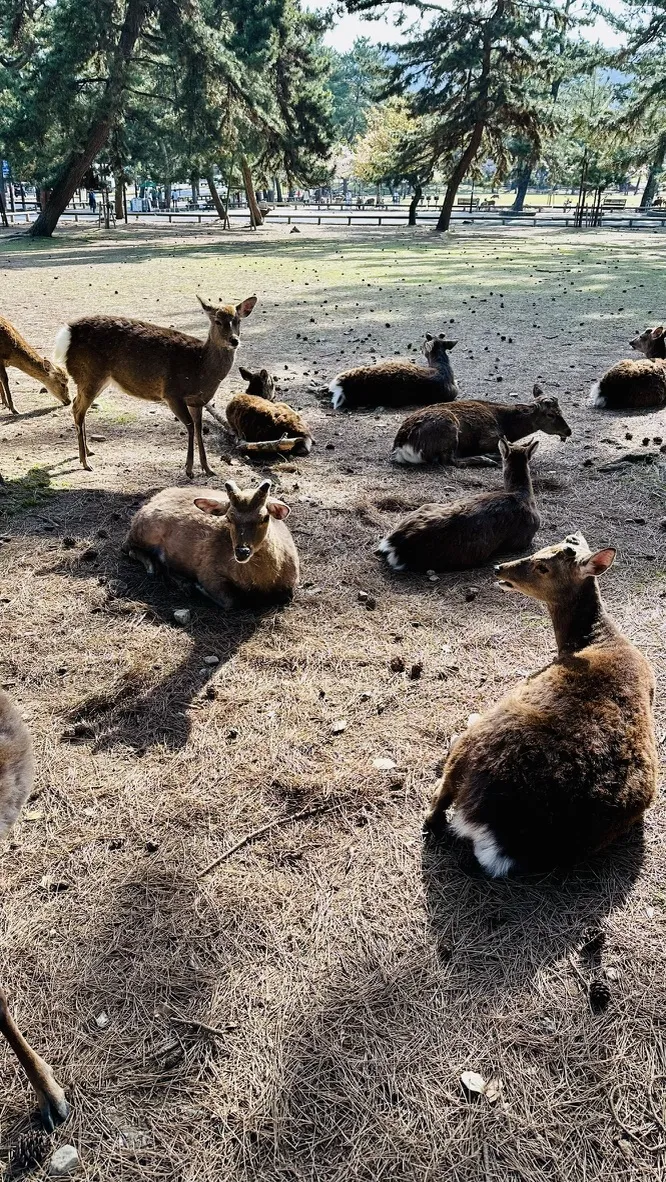 A group of deer is resting in a wooded area, some lying down while others are standing. The ground is covered with pine needles, and there are trees in the background.