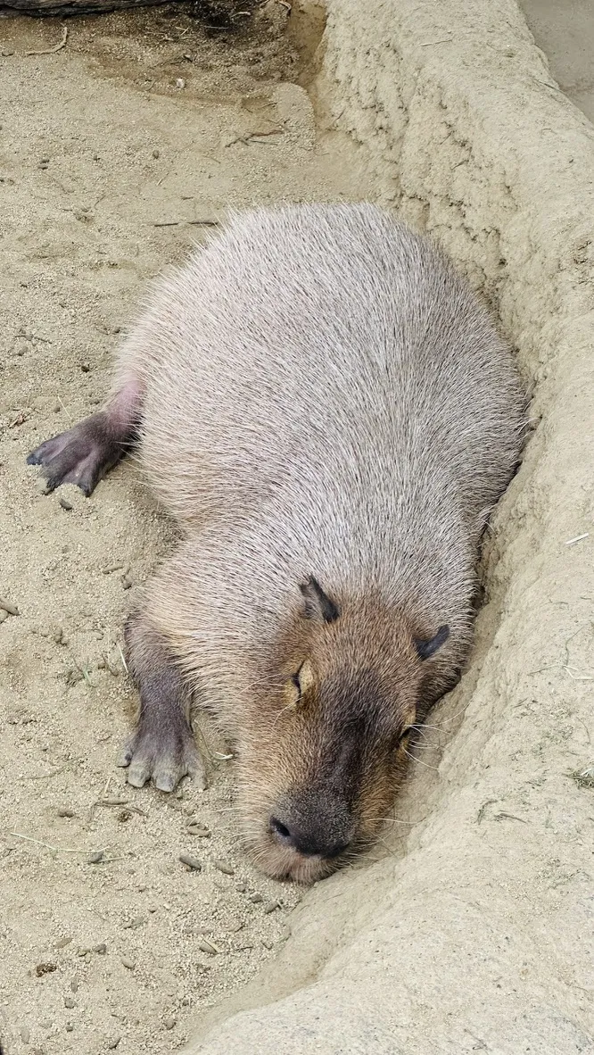 A capybara is lying on the sandy ground, resting comfortably. Its fur is a light brown color, and it has small ears and a rounded body.