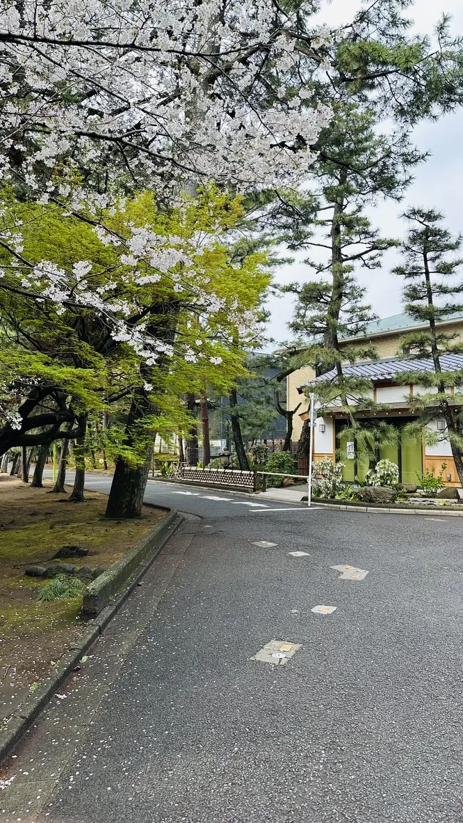Blooming cherry blossom trees frame a quiet street lined with greenery and a house. The scene captures a serene atmosphere with soft light filtering through the branches.