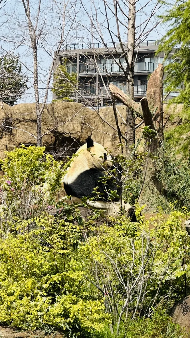 A panda sits on a rock surrounded by lush greenery and shrubs. In the background, there are bare trees and an industrial-style building visible.