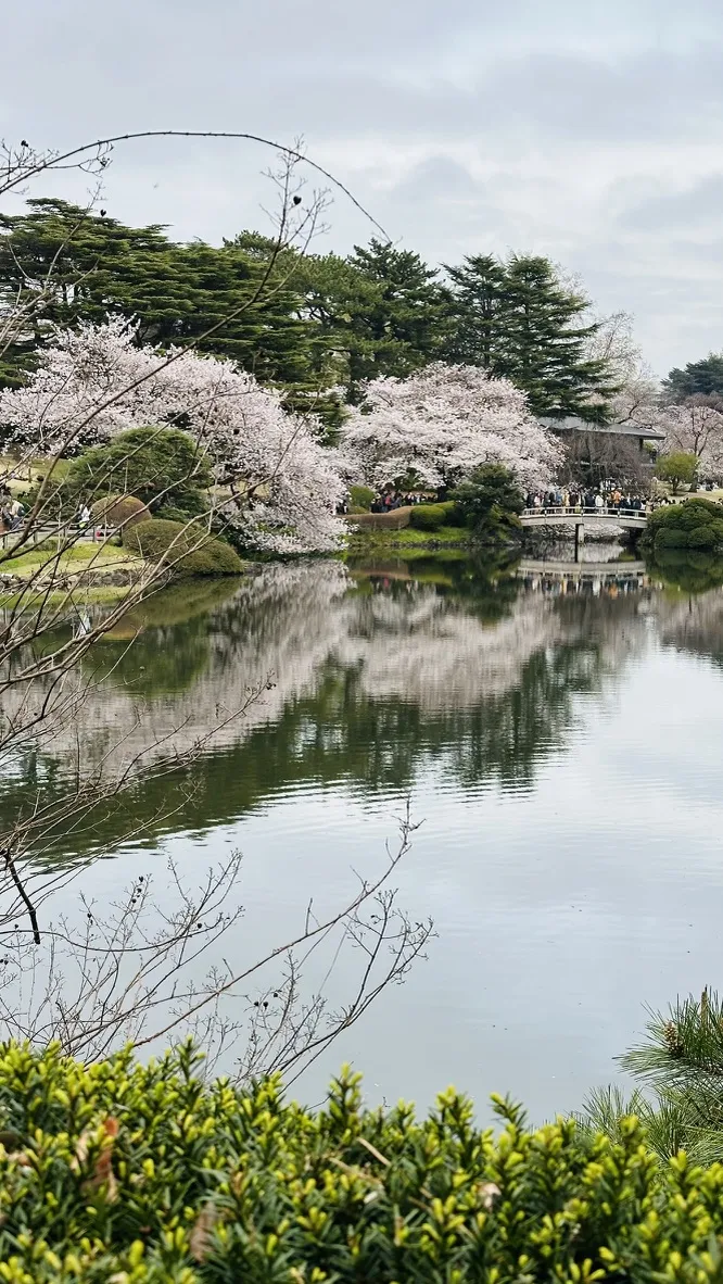A peaceful garden scene featuring cherry blossom trees in full bloom, their pink flowers reflecting in a calm pond. In the background, people can be seen enjoying the scenery, surrounded by lush greenery and a cloudy sky.