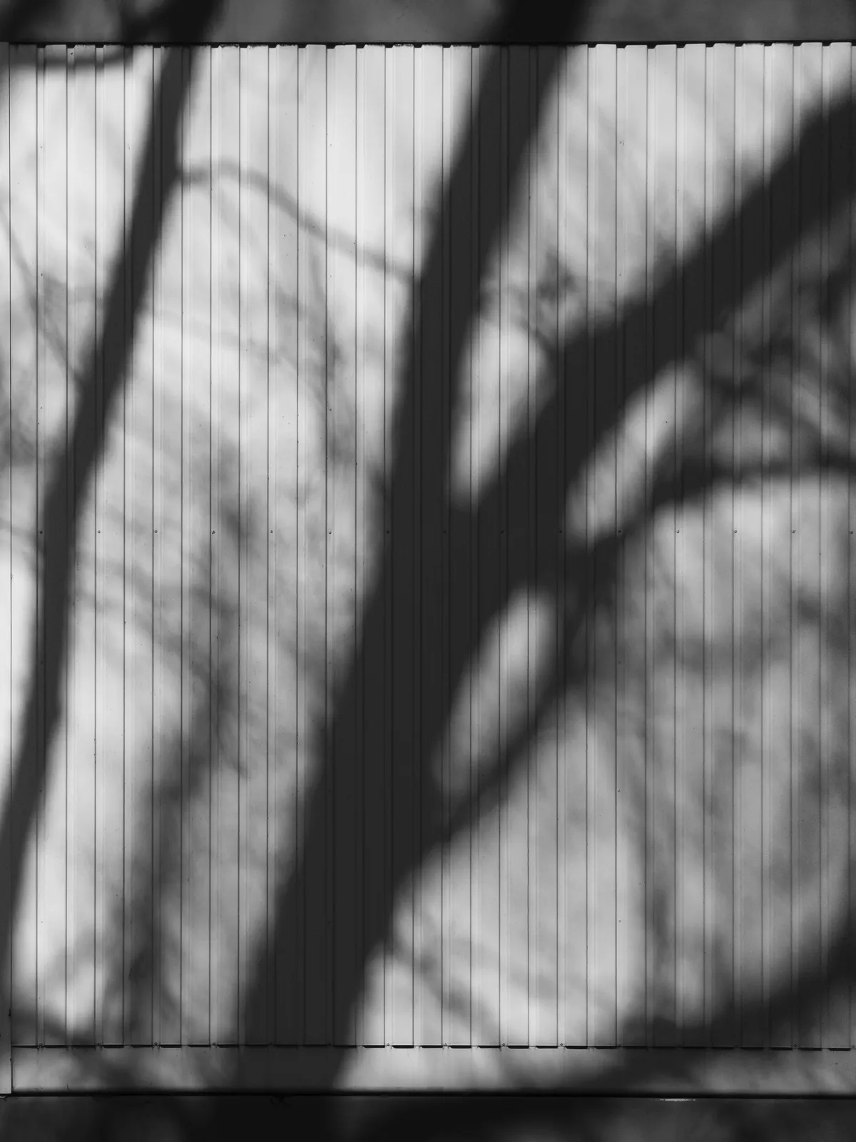 Shadows of bare branches are cast on a textured vertical panel, creating a stark contrast between light and dark. The image has a monochromatic aesthetic with a focus on the interplay of shapes and lines.