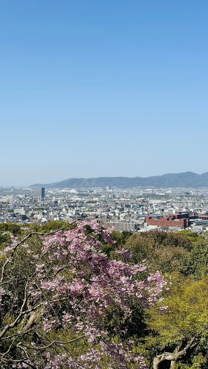 A panoramic view of a cityscape surrounded by mountains under a clear blue sky, with blooming cherry blossom trees in the foreground. The urban area features a mix of modern and historical buildings.