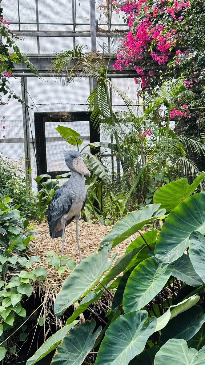 A large stork-like bird with a distinctive beak stands on a bed of straw amidst lush tropical foliage, including large green leaves and vibrant pink flowers in the background. The setting appears to be a greenhouse or botanical garden.