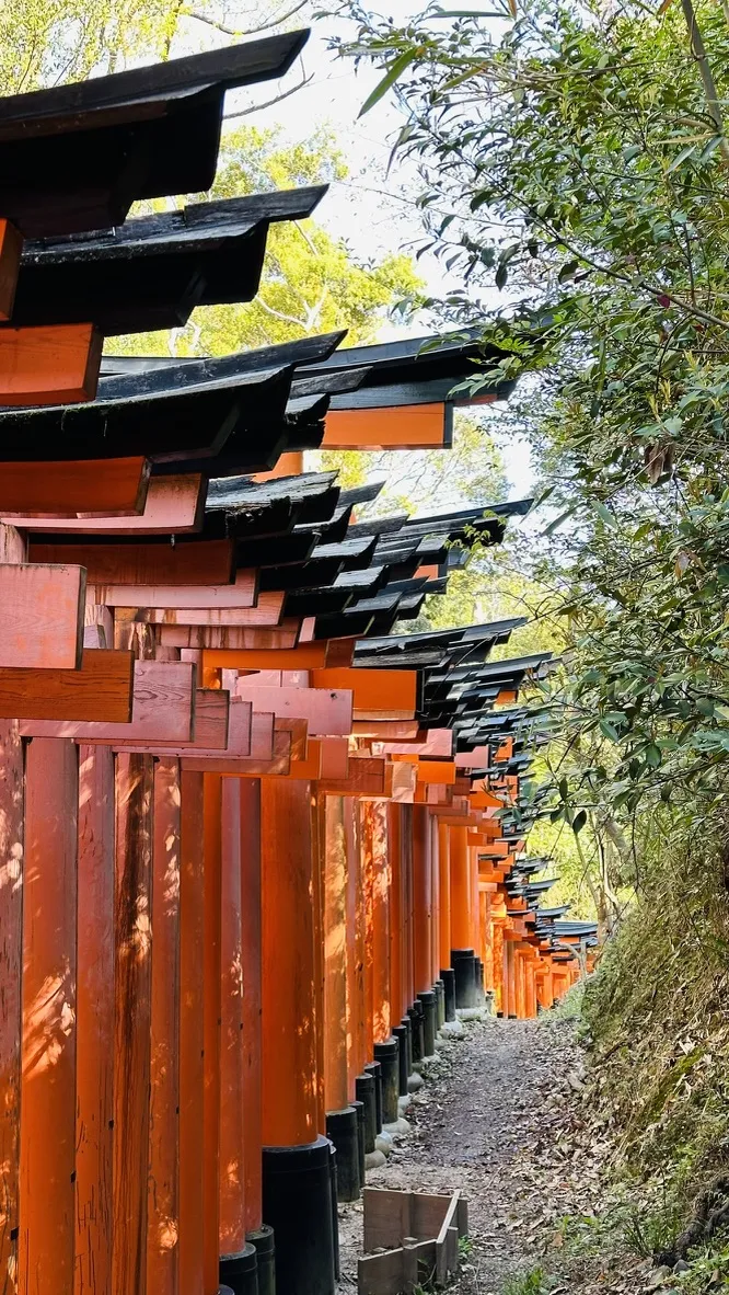 A perspective view of a pathway lined with vibrant orange torii gates, flanked by greenery on both sides. The gates create a tunnel-like effect, leading deeper into the wooded area.