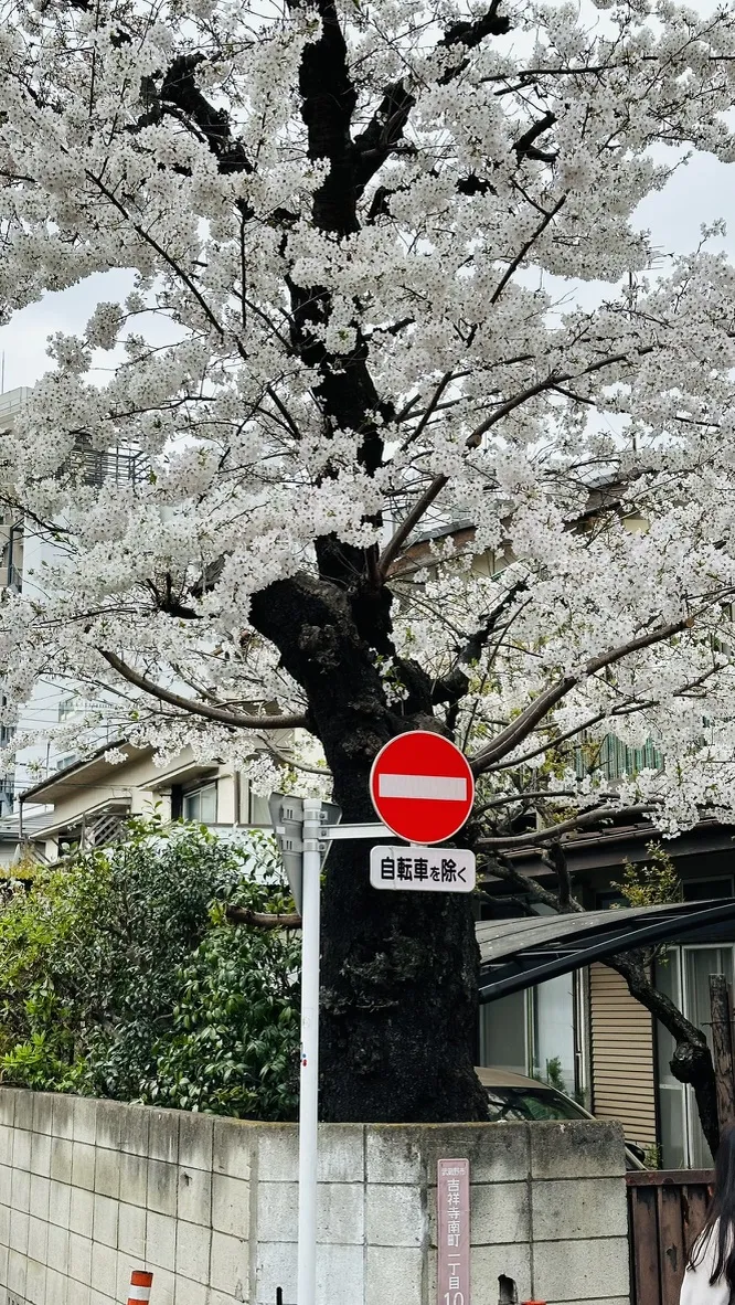 A large cherry blossom tree with abundant white flowers stands beside a street sign that indicates no entry for bicycles. The tree is set against a backdrop of nearby buildings and greenery.