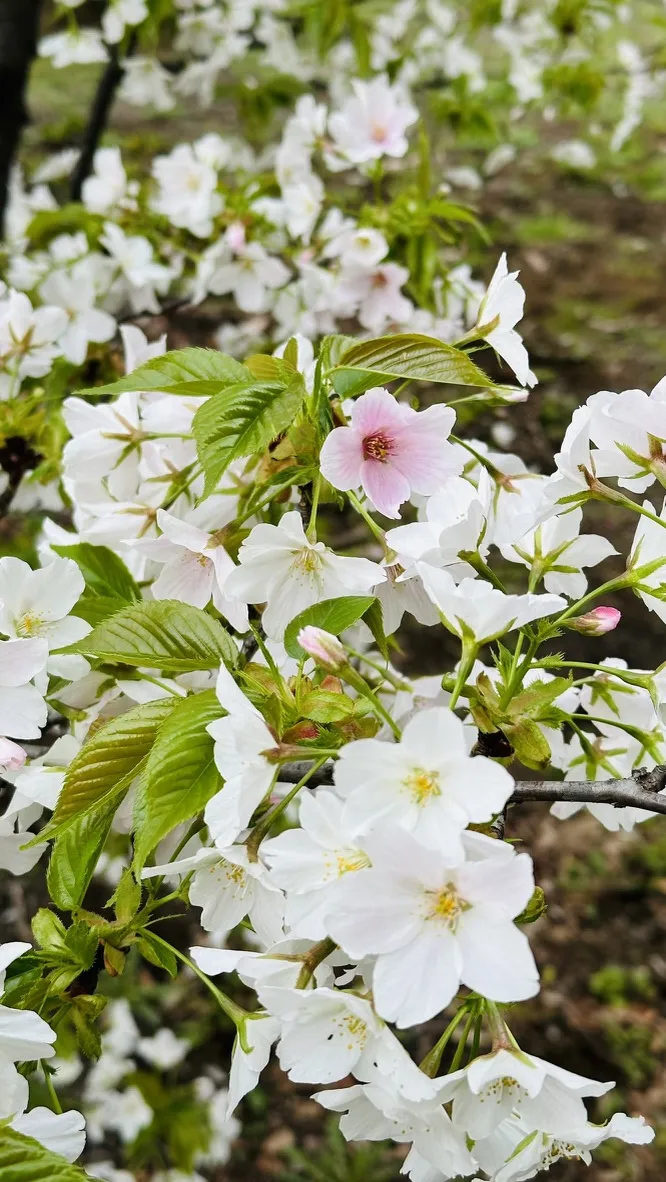 Cherry blossom branches are covered with delicate white flowers, some with soft pink centers, surrounded by vibrant green leaves. The background features more clusters of blossoms, creating a lush, springtime atmosphere.