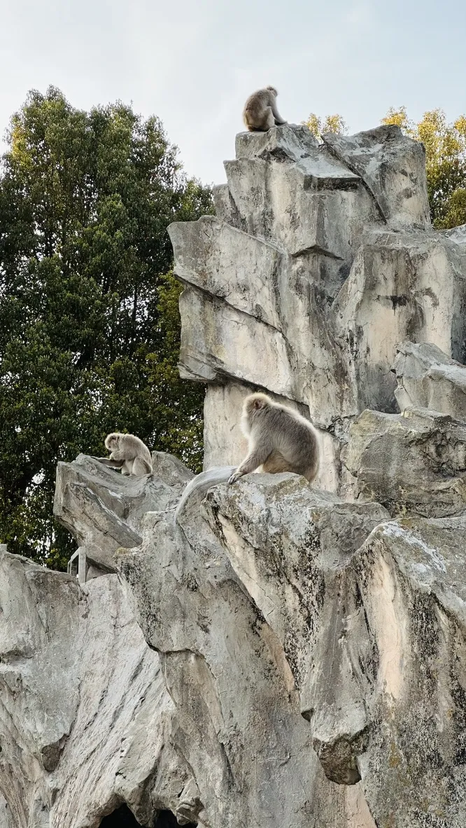 Three monkeys are sitting on rocky outcrops surrounded by greenery. The largest monkey is perched on a higher ledge, while the others are lower down, wandering or resting.