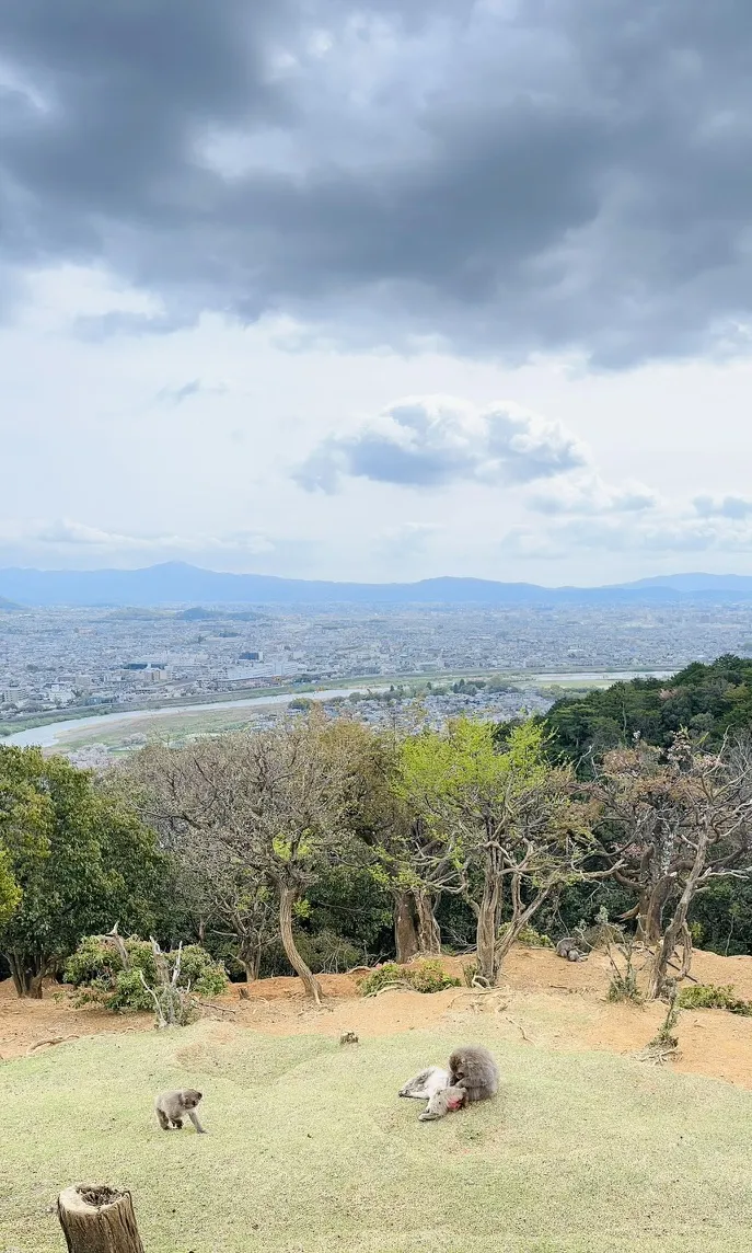A scenic view from a hilltop shows a sprawling city in the distance, surrounded by mountains under a cloudy sky. In the foreground, two monkeys are seen on a grassy area, one grooming the other while another monkey looks towards the viewer.