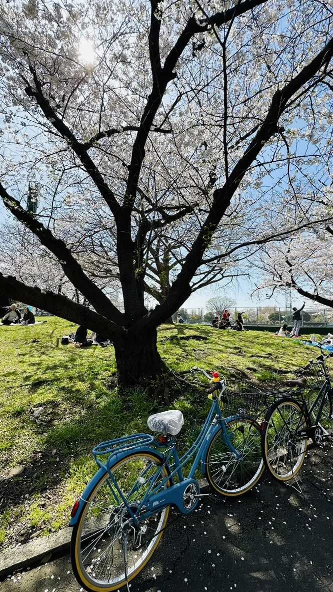 A blue bicycle and a black bicycle are parked beside a large cherry blossom tree, which is in full bloom with pink flowers. In the background, people are enjoying a sunny day on the grass under the tree.
