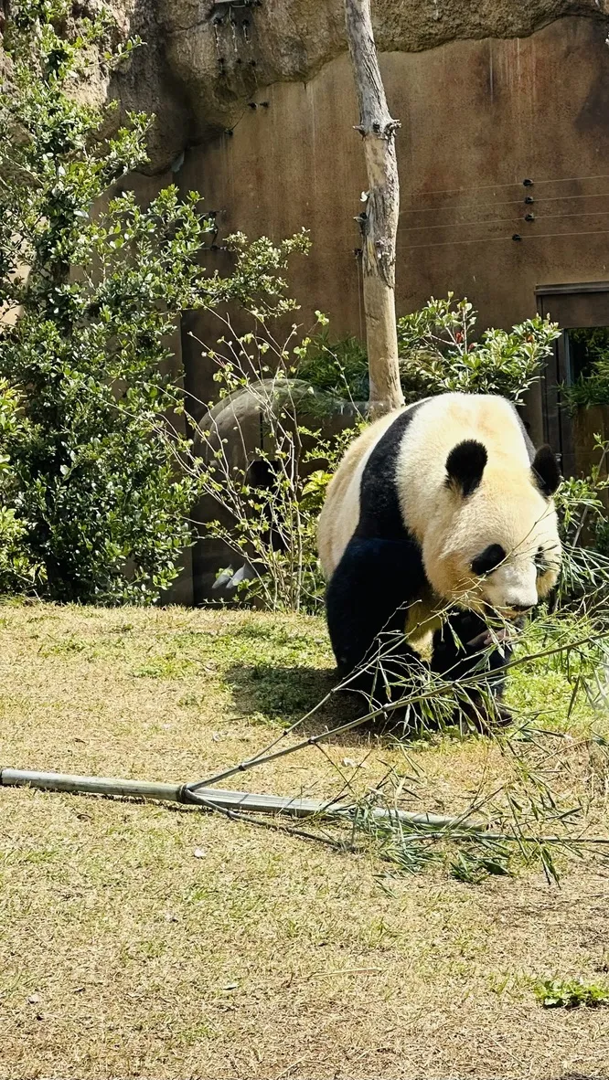 A giant panda is standing on a grassy area, pulling on a branch with bamboo leaves. Surrounding the panda are bushes and trees, with a textured wall in the background.