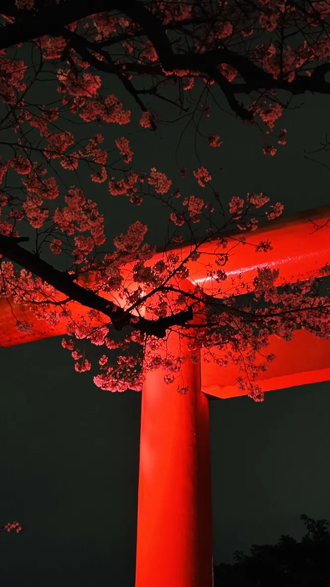 A vibrant red torii gate is illuminated against a dark sky, framed by branches adorned with pink cherry blossoms. The scene conveys a serene and enchanting atmosphere.