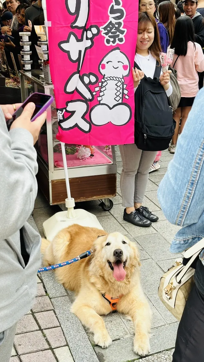 A golden retriever lays on the pavement, wearing an orange harness, with a happy expression. In the background, a group of people stands near a colorful sign advertising ice cream, while another person holds a phone.