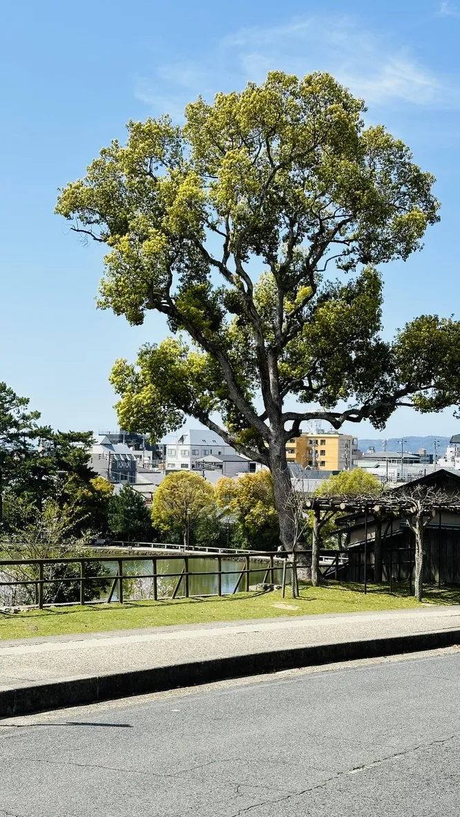 A large tree with green foliage stands prominently next to a calm body of water, surrounded by buildings in the distance. The scene is under a clear blue sky, with a paved road visible in the foreground.