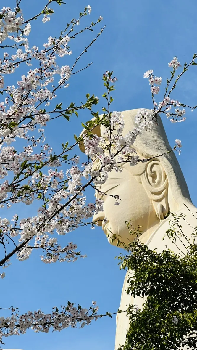 A large statue of a serene figure is partially visible behind blooming cherry blossom branches. The bright blue sky serves as a backdrop, highlighting the delicate pink and white flowers in the foreground.