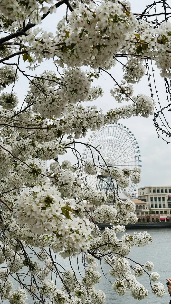 A close-up of white cherry blossom flowers in full bloom, framing a view of a large Ferris wheel in the background, set against a cloudy sky over a body of water.