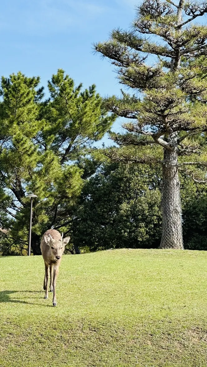A deer is walking towards the camera on a grassy slope, with tall trees and a clear blue sky in the background. Sunlight casts shadows on the ground, highlighting the lush greenery around the deer.