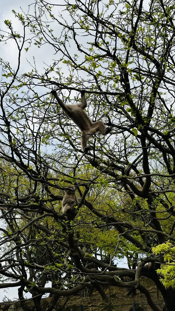 A pair of monkeys is seen climbing among the branches of a tree, with one monkey hanging upside down while the other sits on a lower branch. The tree is lush with green leaves against a cloudy sky.