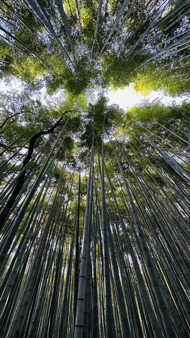 Tall bamboo stalks rise vertically, creating a dense canopy of green leaves overhead. Sunlight filters through the tops of the bamboo, illuminating the scene from above.