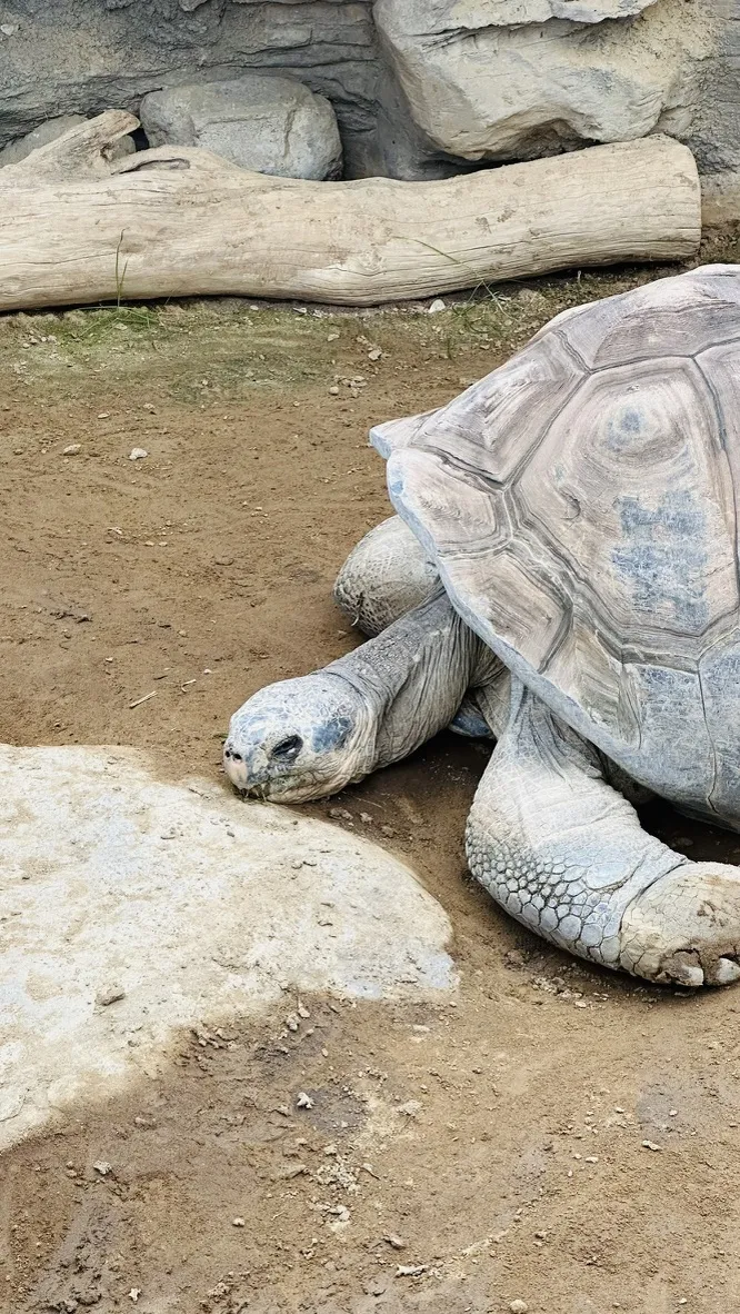 A large tortoise resting on a sandy surface, with its head slightly raised. The background features a rocky structure and a wooden log.