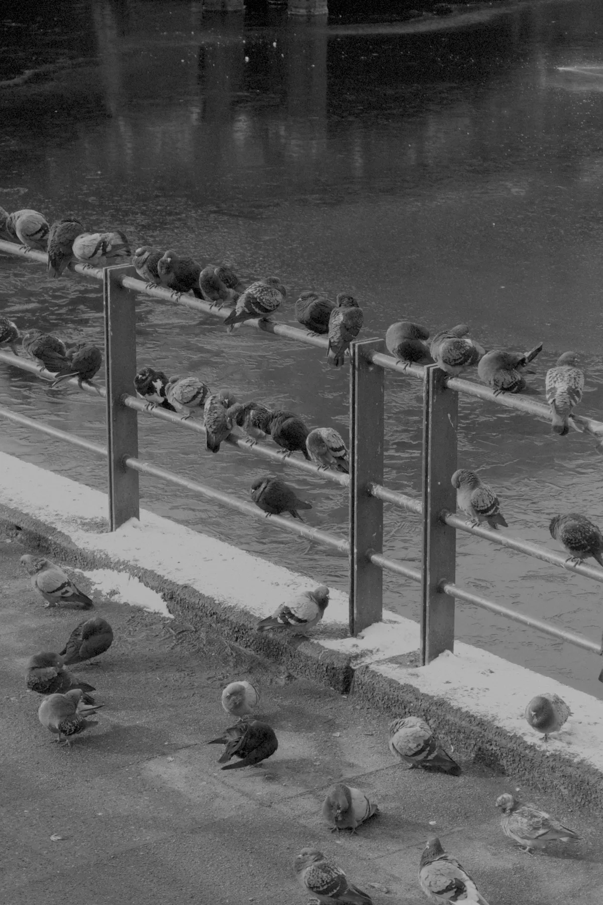 Numerous birds are perched on a metal railing beside a frozen body of water, while some are scattered on the ground in front. The scene is captured in black and white, emphasizing the contrast between the birds and their environment.