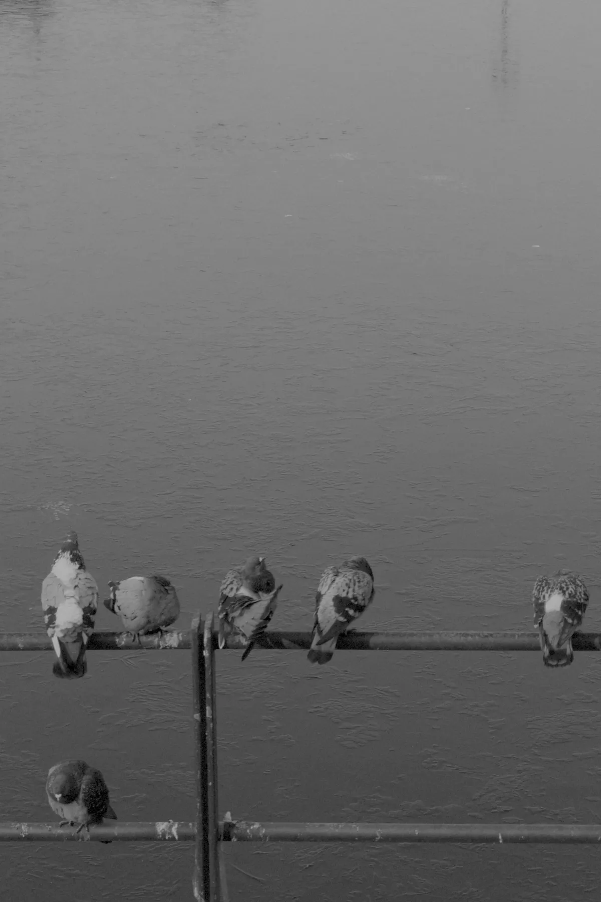 A row of seven pigeons perched on a railing, with some facing away while others are turned slightly to the side. The background features a calm, reflective water surface, enhancing the serene atmosphere of the scene.
