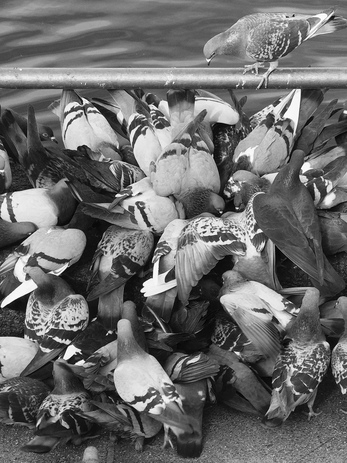 A flock of pigeons gathered closely together on a surface, pecking at food. One pigeon is standing on a railing above the group, while the others are mostly obscured as they forage among one another.