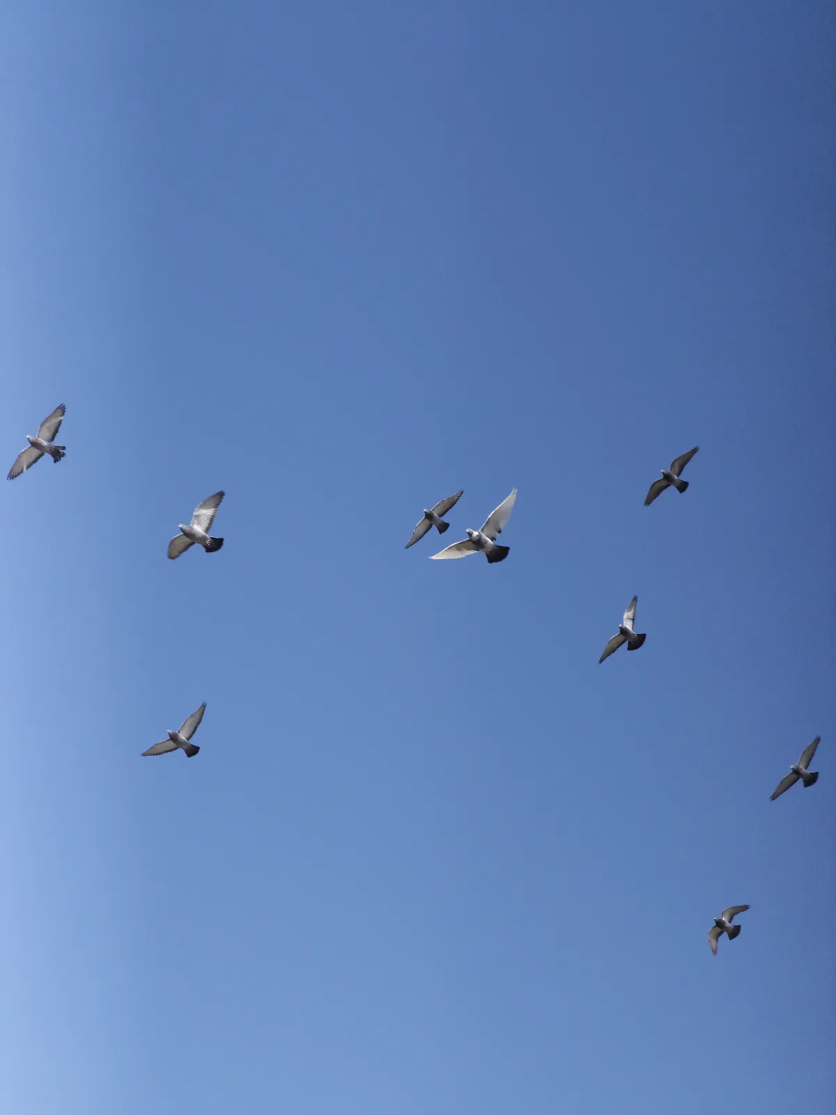 A flock of birds is flying against a clear blue sky, scattering in various directions. The birds are mostly silhouetted against the bright background, showcasing their distinct shapes.