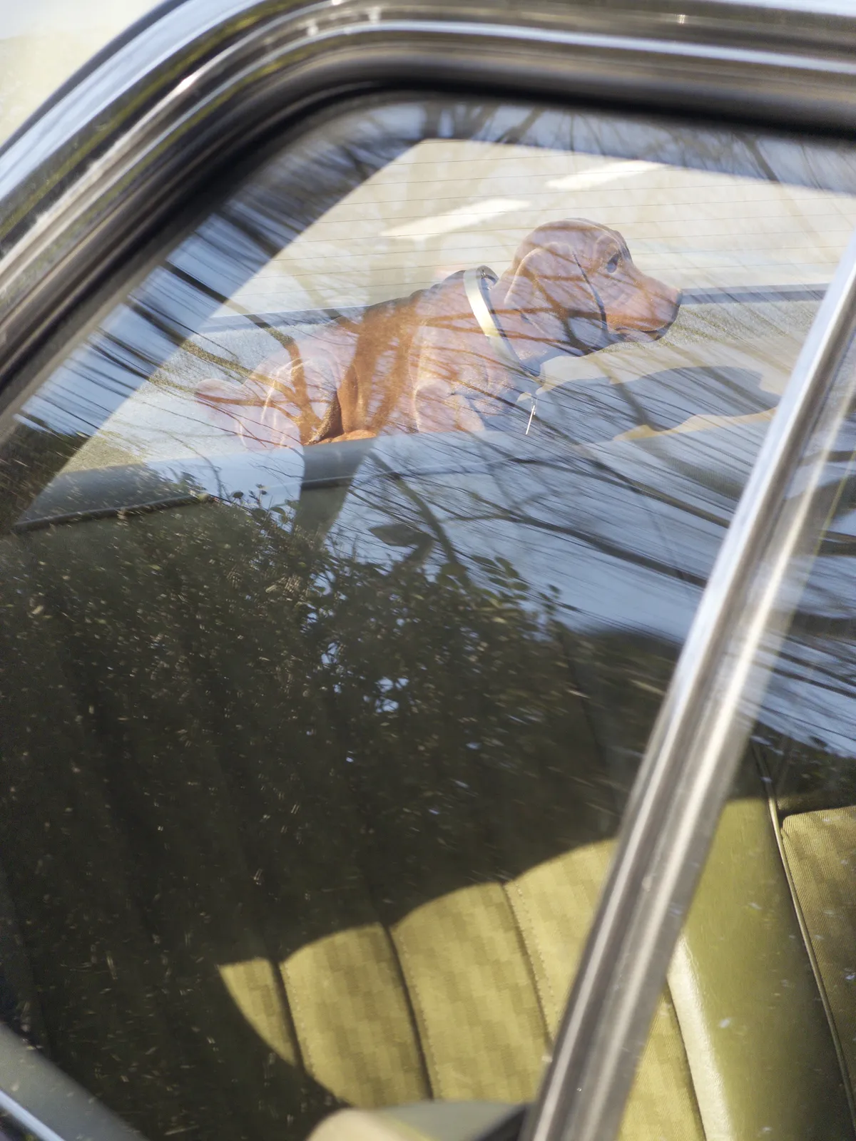 A brown wobbly dachshund sits in the backseat of a car, looking out the window. The car's interior is visible, showing striped green upholstery and reflections of surrounding trees.