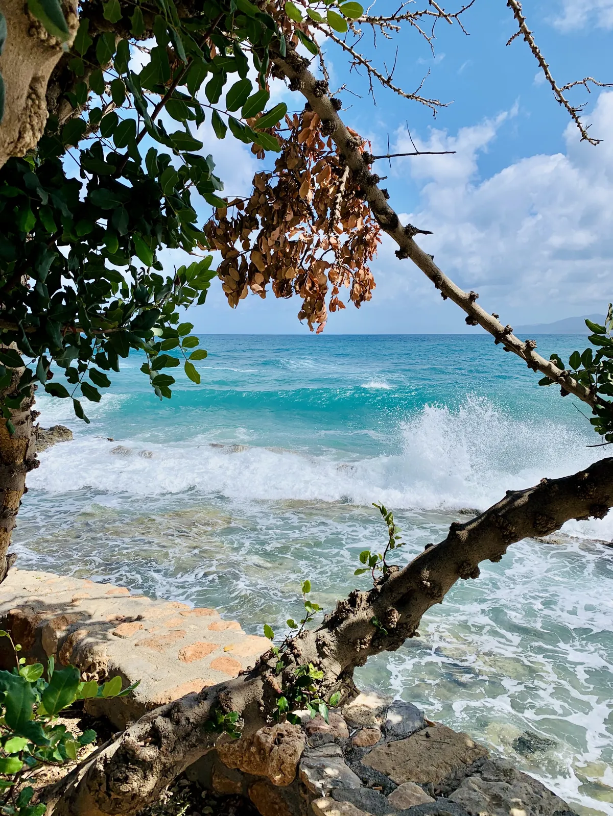 A scenic view of the ocean from behind a tree with lush green leaves and some dried branches. The turquoise waves crash against a rocky shore under a partly cloudy sky.