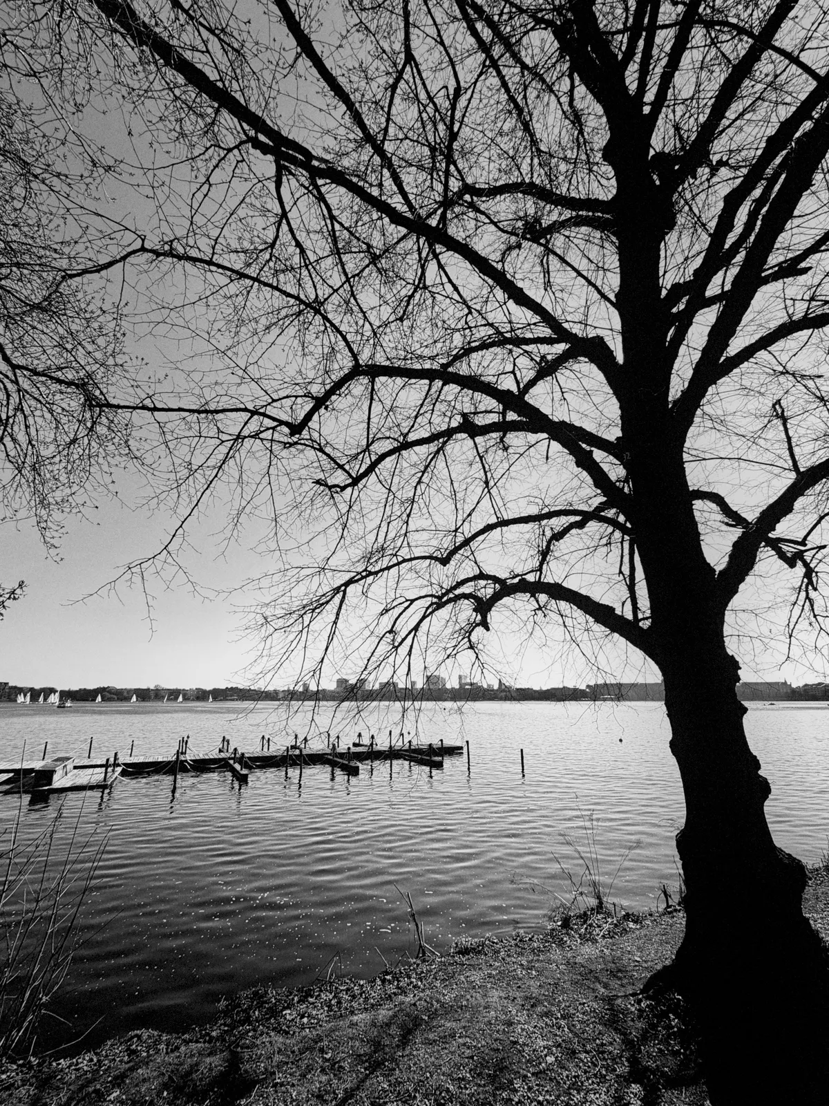 A bare tree stands silhouetted against a tranquil lake, with a wooden dock extending into the water. The scene is black and white, capturing the reflection of the tree branches on the surface of the lake under a clear sky.