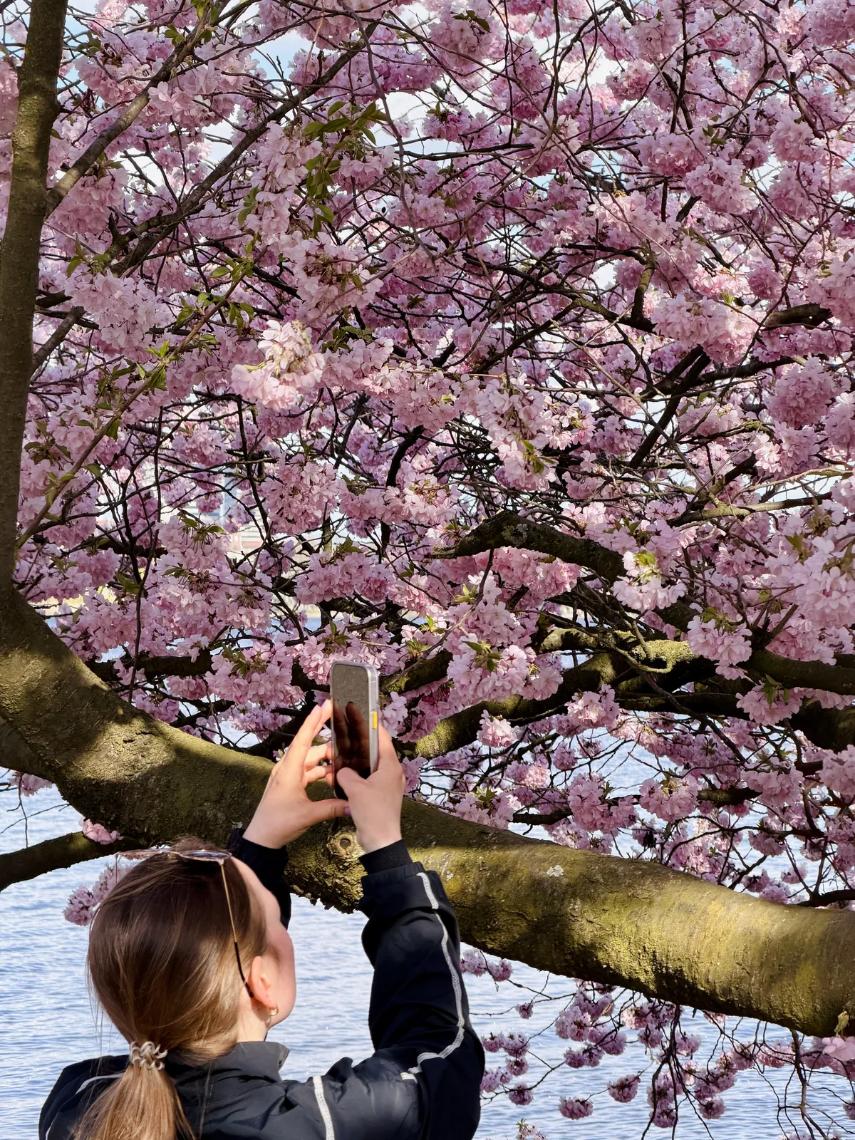 A person stands beneath a flowering tree, holding a phone to take a picture of the pink blossoms. The tranquil waters are visible in the background, adding to the serene atmosphere.