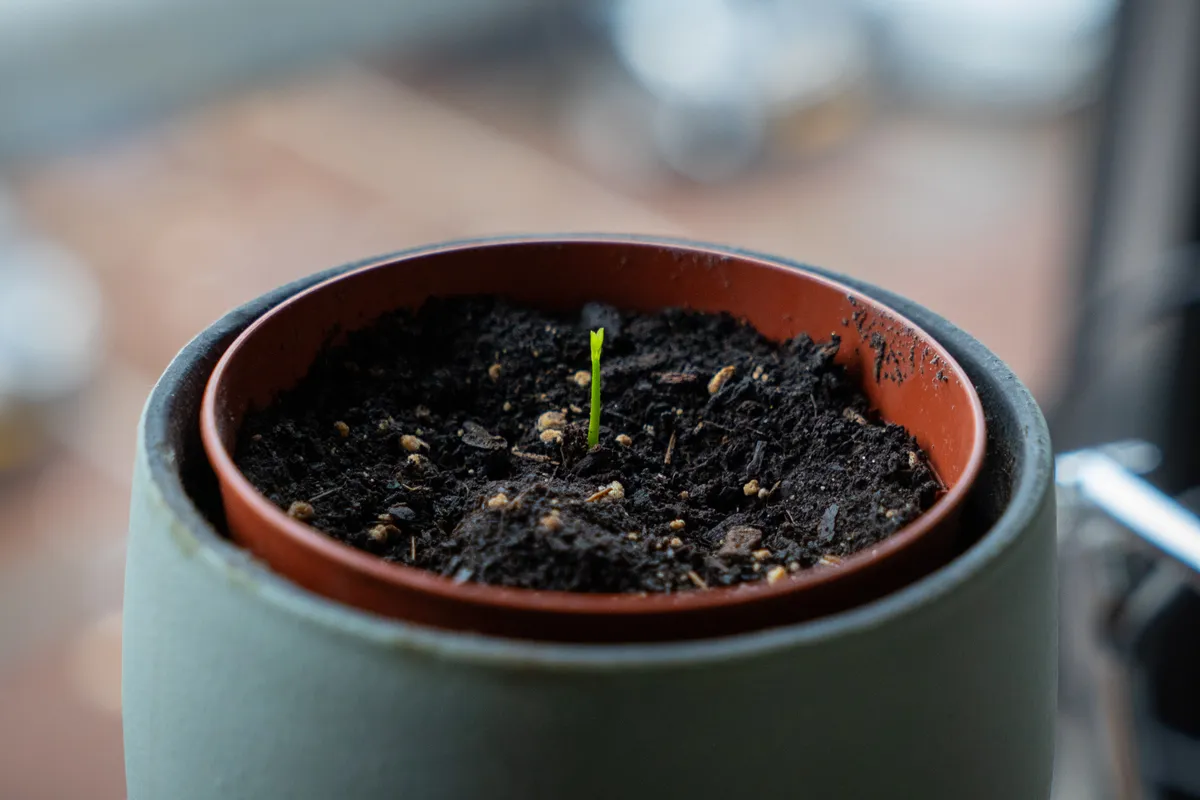 Close-up photograph of a lemon seedling in a pot