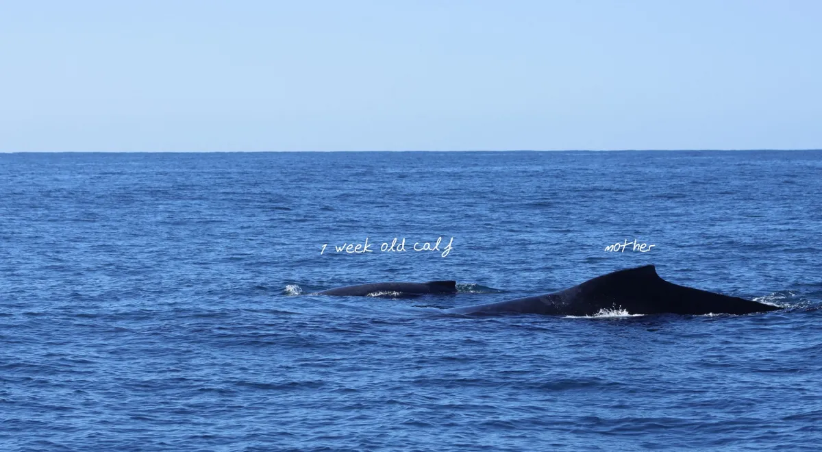 IMG-20260804-WA0005
