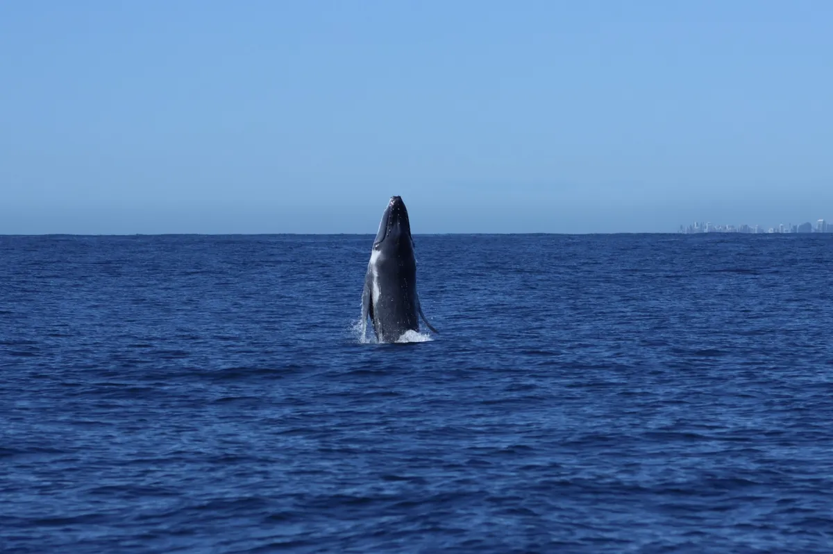 IMG-20260804-WA0006