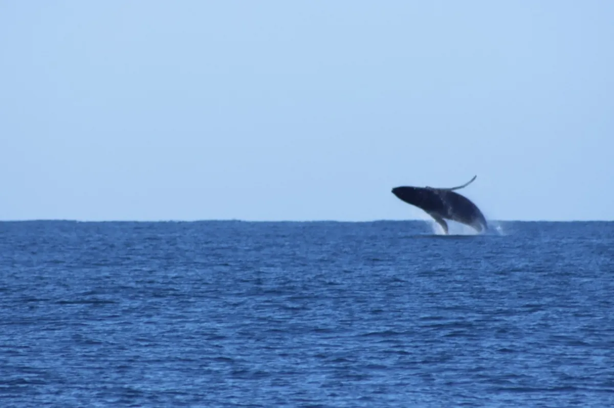 IMG-20260804-WA0010~2