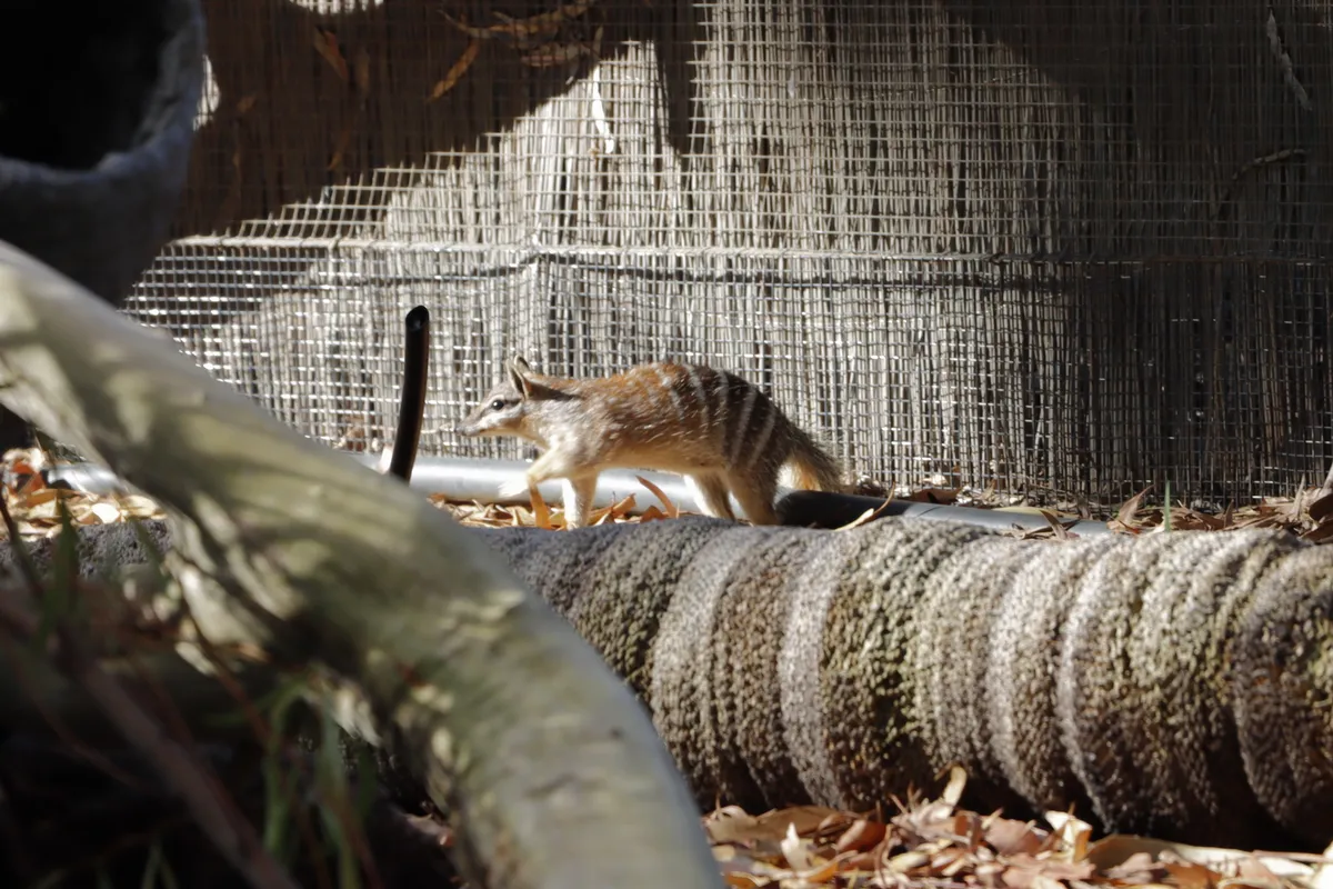 numbat