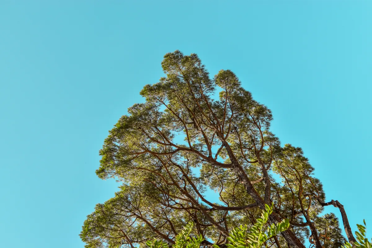 árboles
