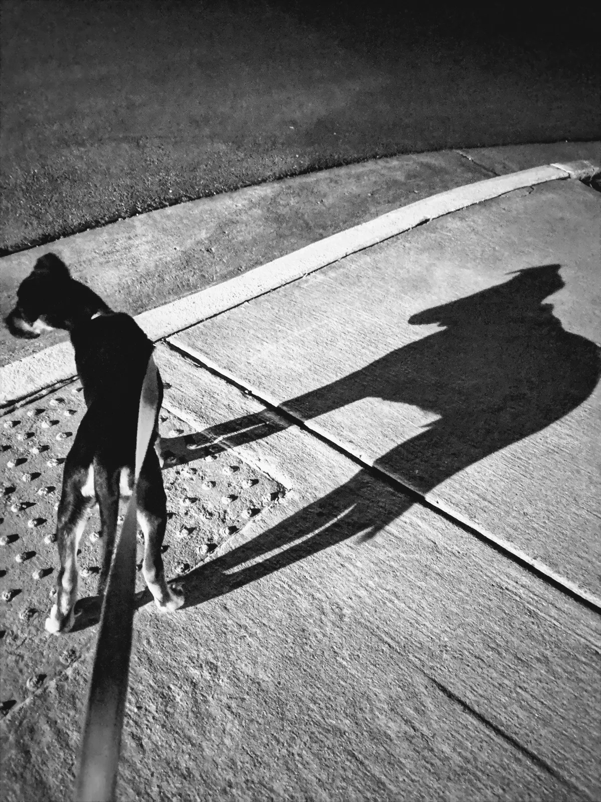Anakin as a tiny puppy, taken 5 years ago. He's standing on a sidewalk and the sun casting a shadow that makes him look like the big dog he is today.