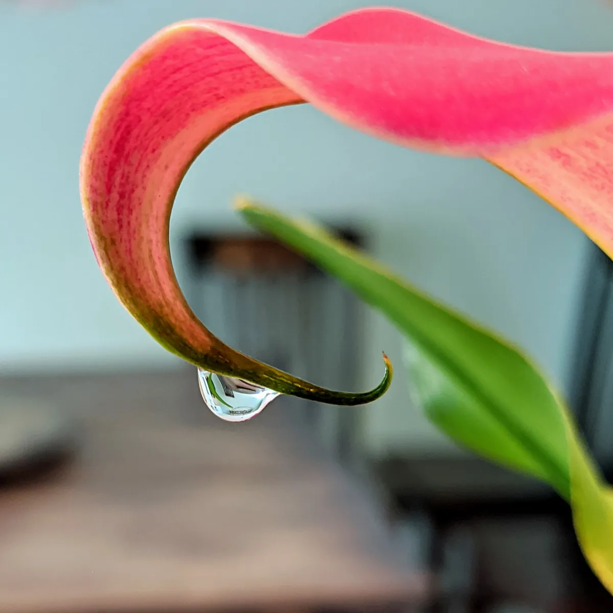 a close up macro photo of a single drop of water hanging off the tip of a pink flower