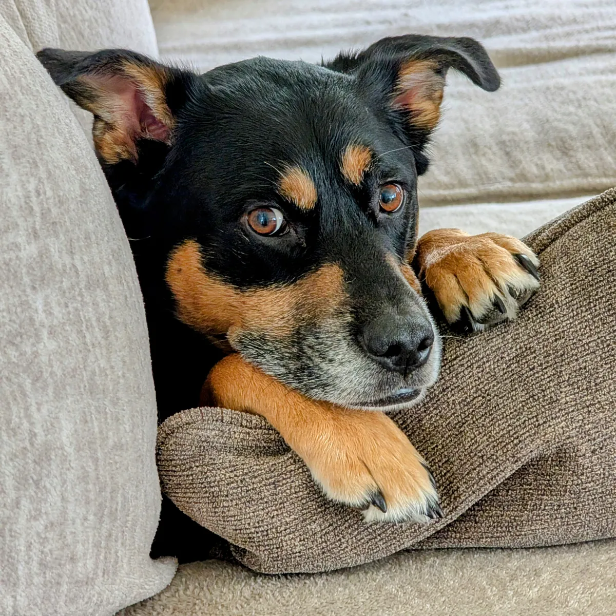 my dog Anakin laying on the couch, on top of a pillow, with his head on his paws