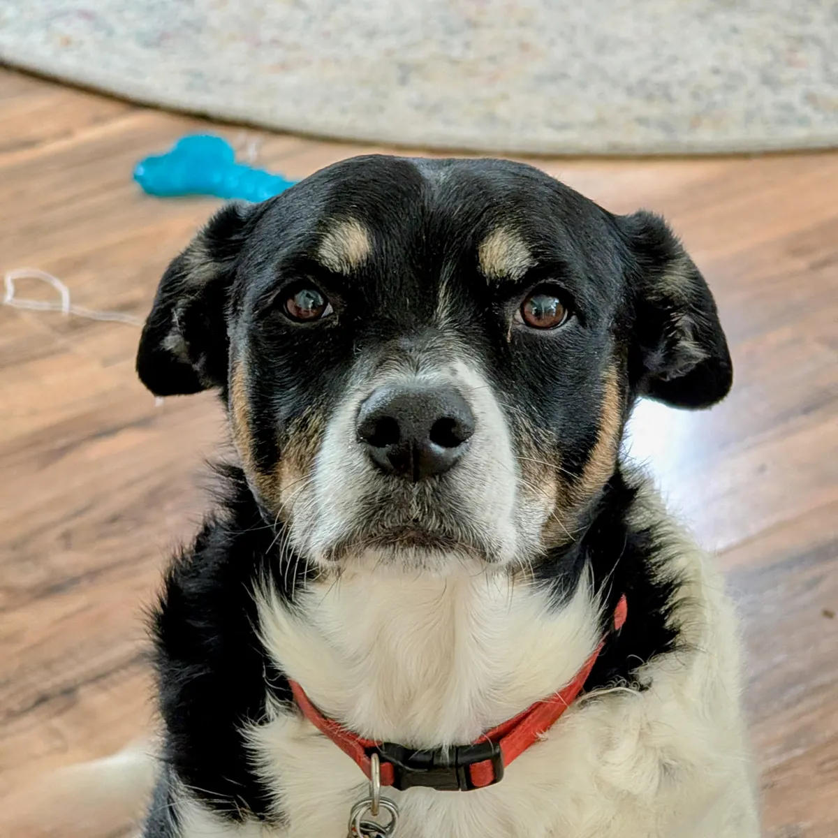 my dog Poe sitting on the floor looking up at the camera with his big brown eyes