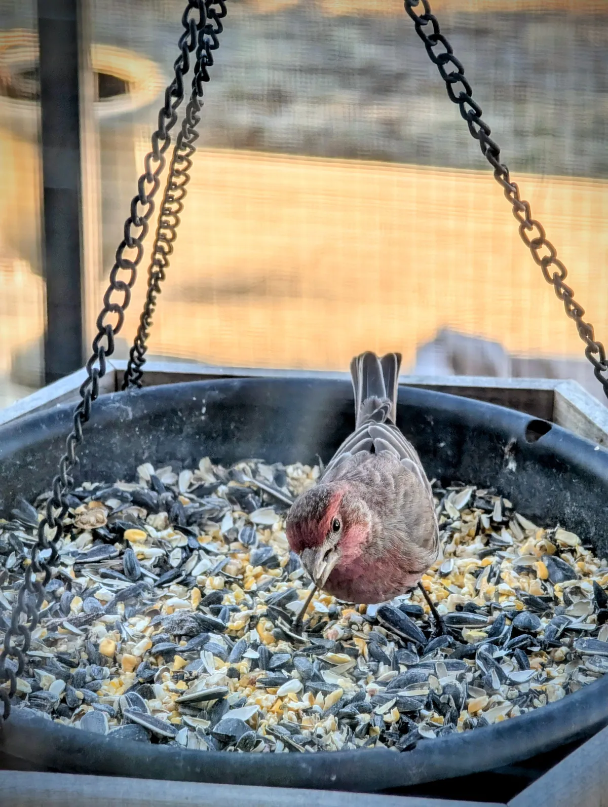a little red finch on the bird feeder