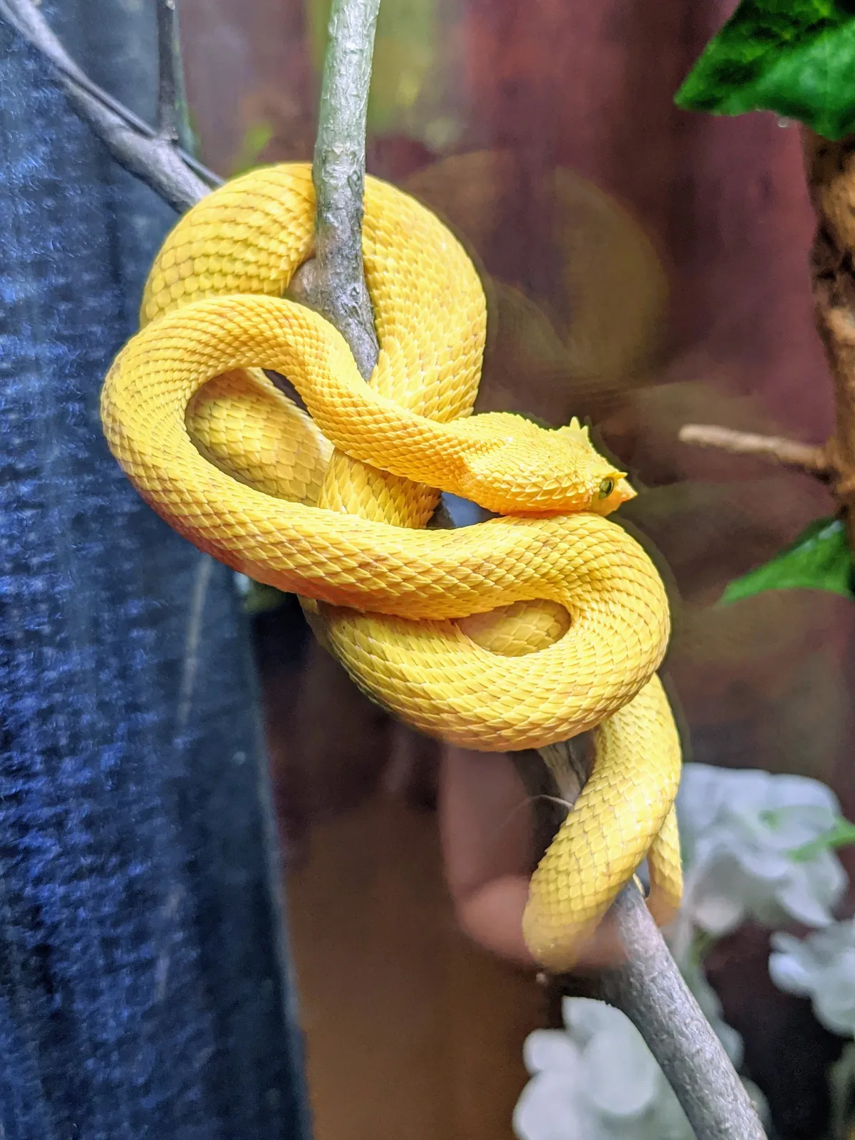 a bright yellow snake wrapped around a tree branch