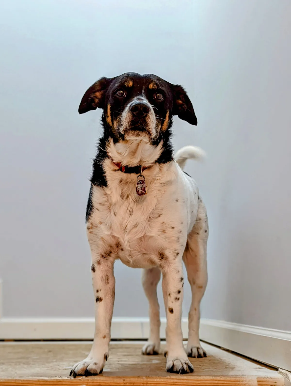 My dog Poe standing in the landing of the stairwell